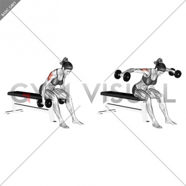 Dumbbell Rear Fly (female)