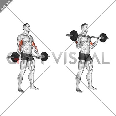 barbell standing curl