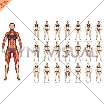 Body muscles. Female. Front view