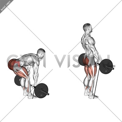 Barbell Banded Romanian Deadlift