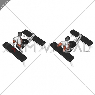 Weighted Bench Dip Gym Visual