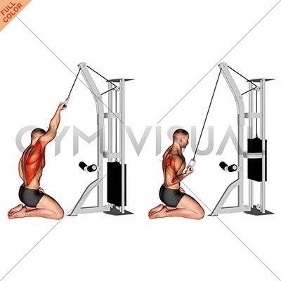 kneeling straight arm cable pullover kneeling straight arm cable pullover