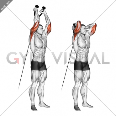 cable rope overhead triceps extension muscles worked cable rope overhead triceps extension muscles worked