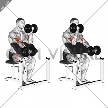 Dumbbell Alternate Preacher Curl