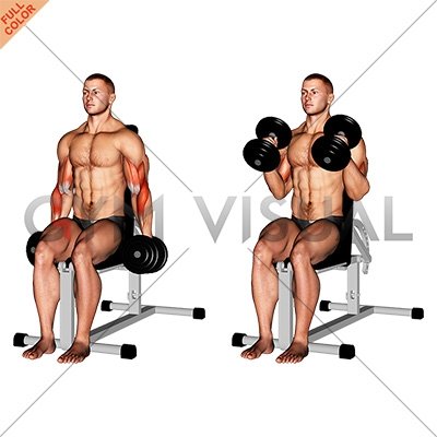 Seated db hammer curls