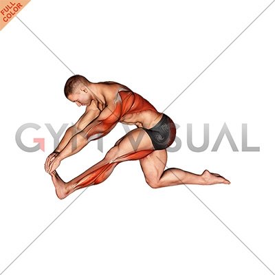 kneeling hamstring stretch