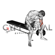dumbbell seated revers grip concentration curl