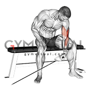 Cable Seated One Arm Concentration Curl Pagespublic figureathleteryan spiterivideossingle arm cable concentration curls. cable seated one arm concentration curl